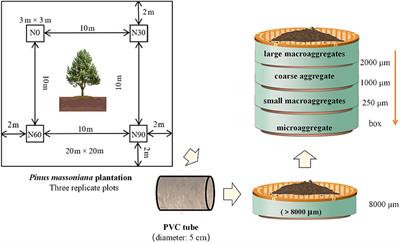 Nitrogen addition enhances nitrogen but not carbon mineralization in aggregate size fractions of soils in a Pinus massonia plantation